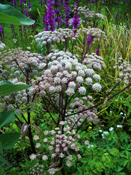 Wild Angelica